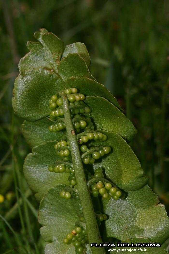 Echte Mondraute 3