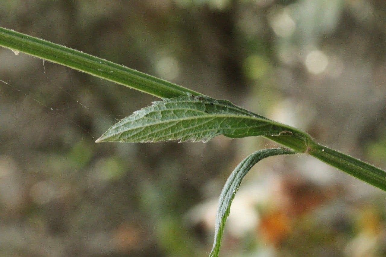 Verbena litorale 17