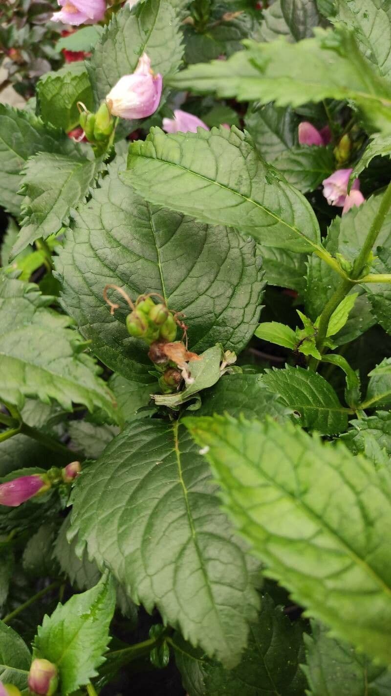 Chelone 15