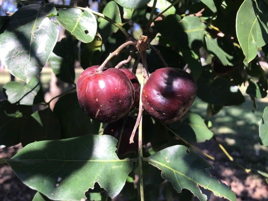 Pleiogynium timorské 2
