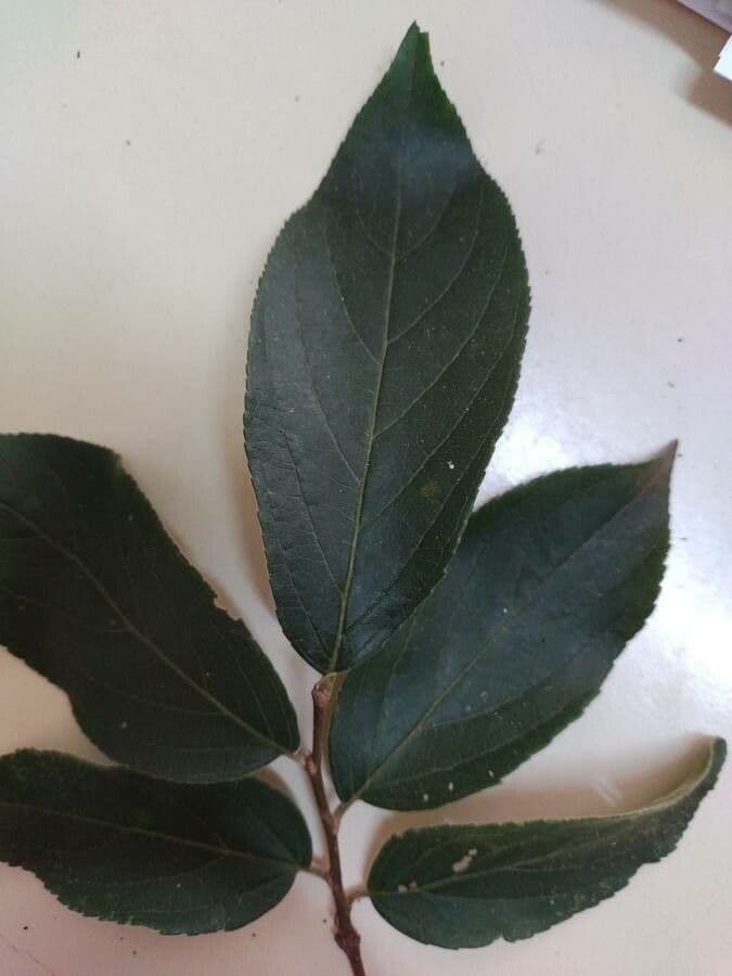 Casearia 3