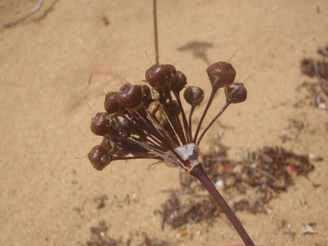 Aglio peloso 3