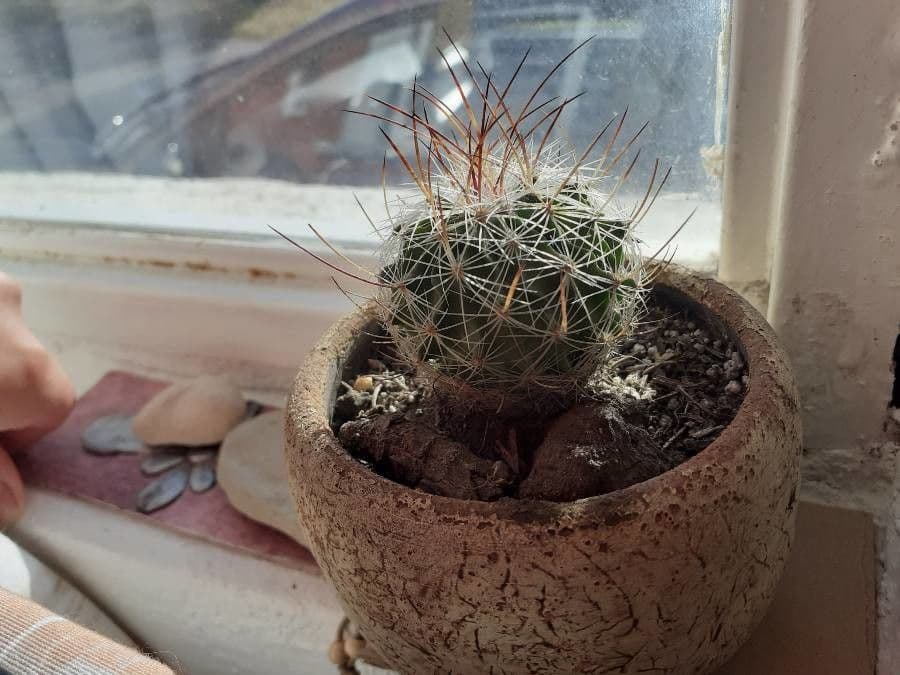Cactus