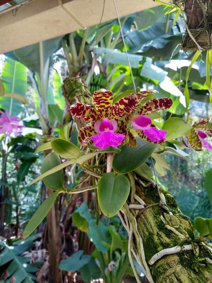 Cattleya aclandiae 2