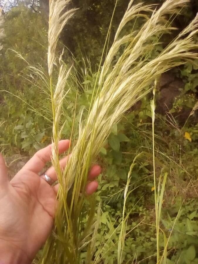 Eragrostis di Barrelier 3