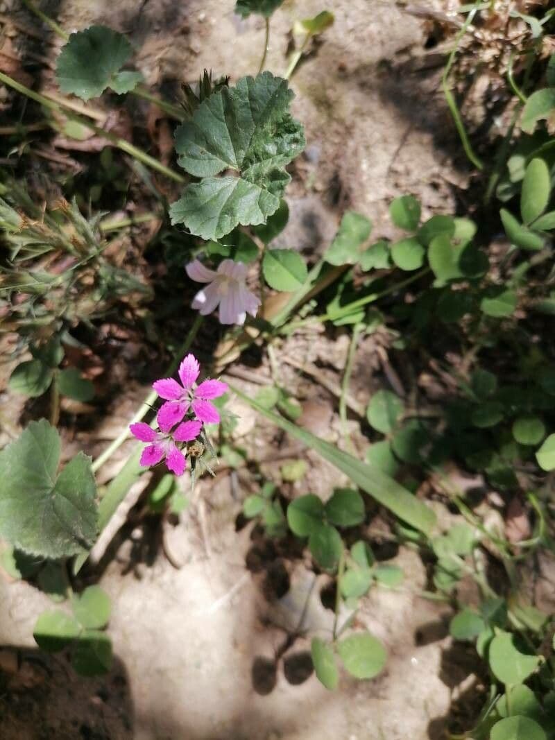 Pinks 4