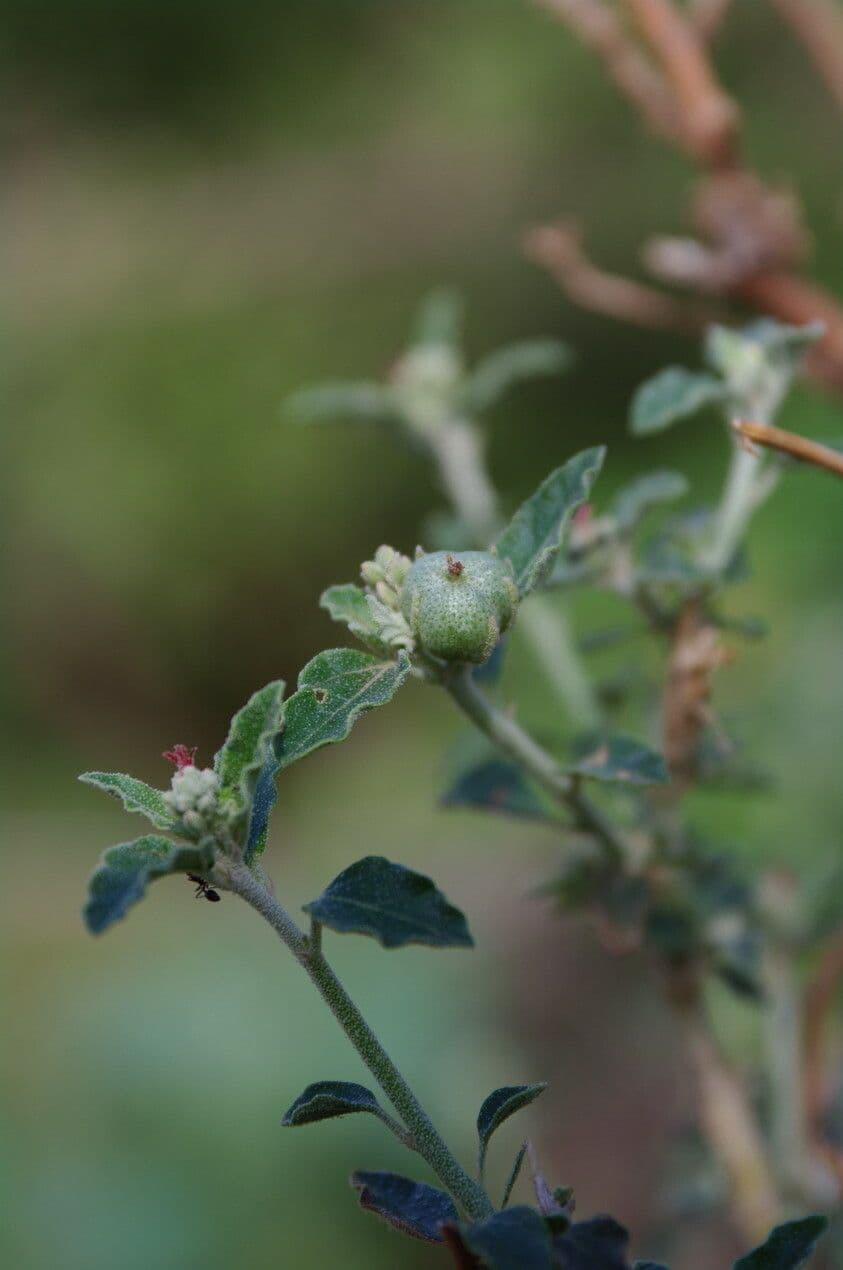 Chrozophora 20