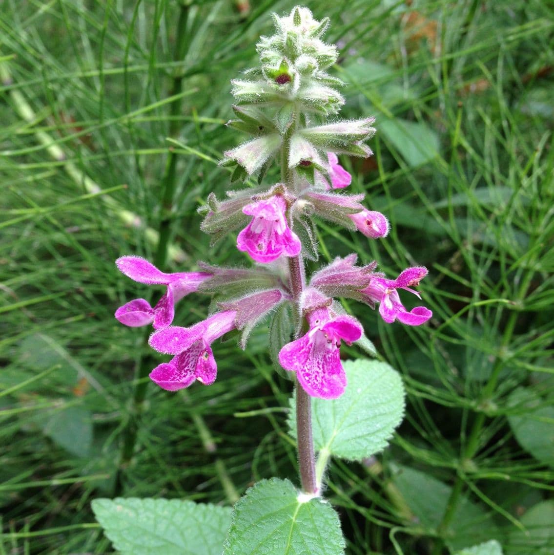 Stachys chamissonis 2