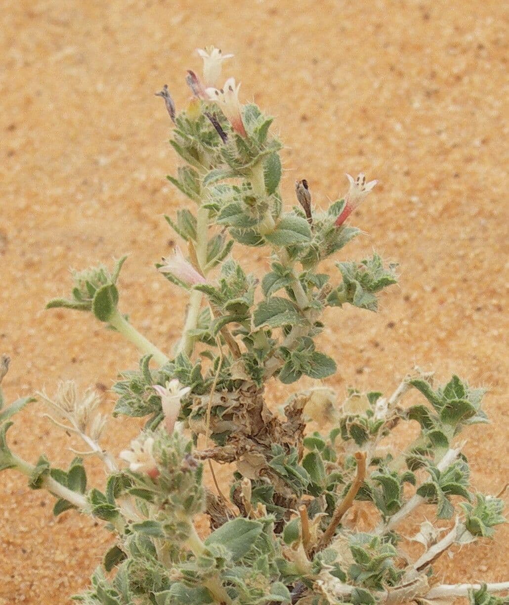 Moltkiopsis ciliata 17