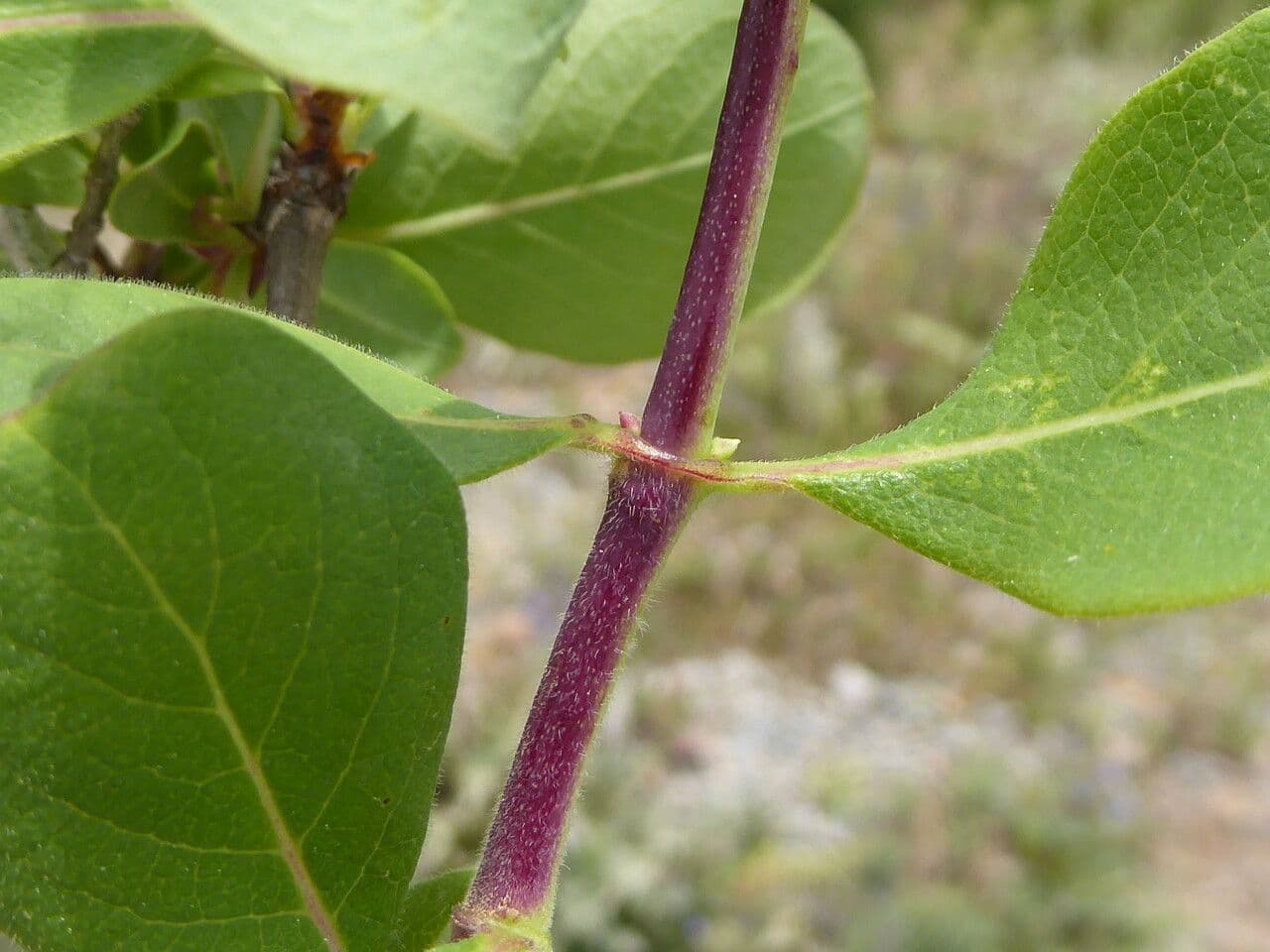 Caprifoglio etrusco 24