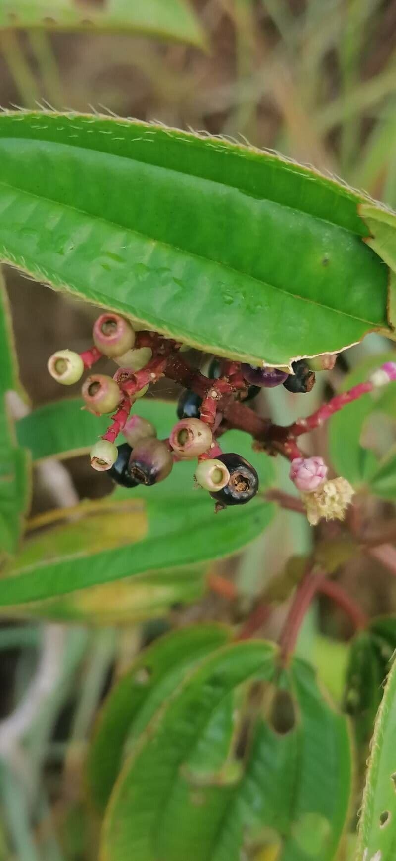 Miconia 3