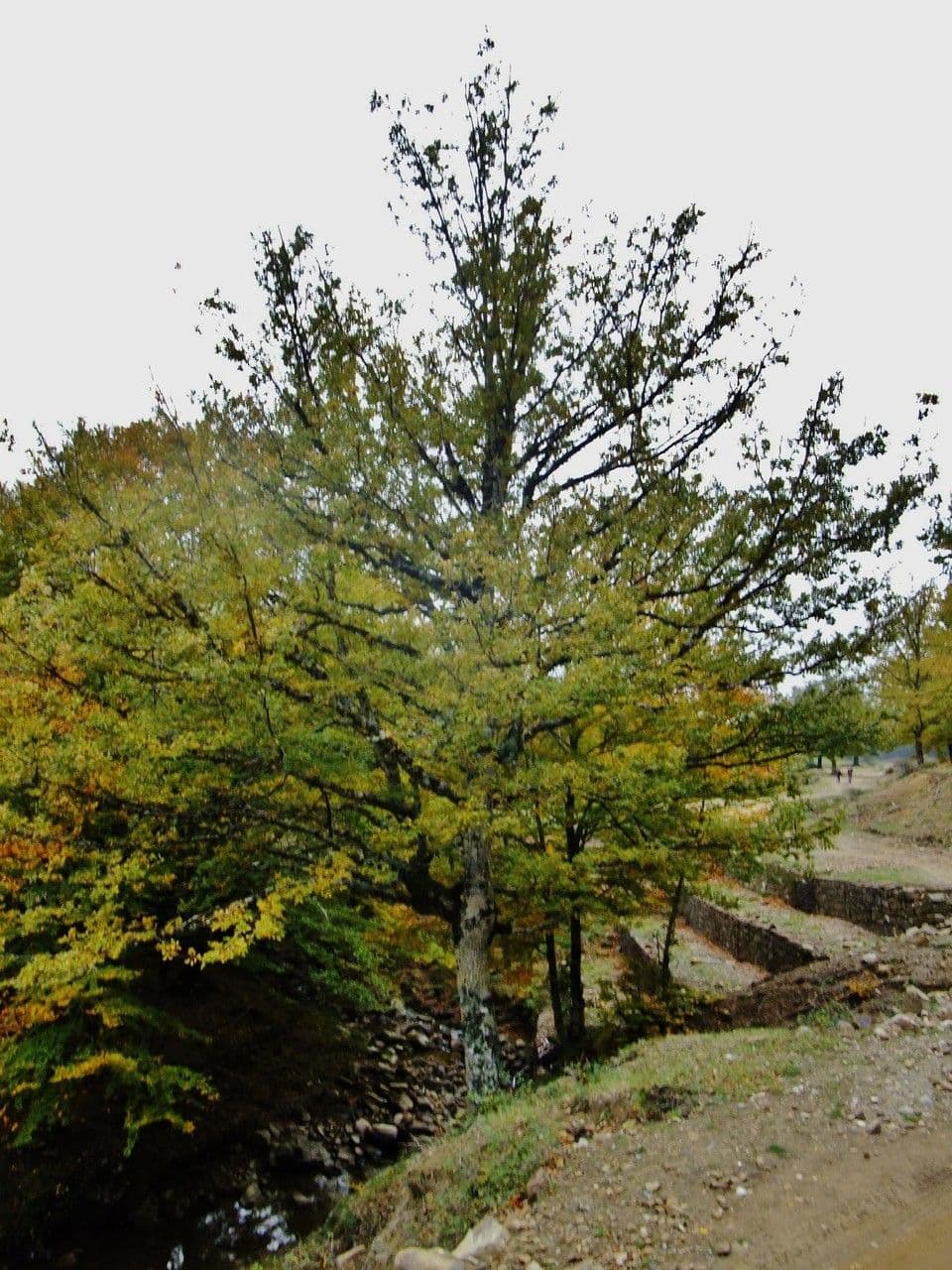 Zerreiche 11