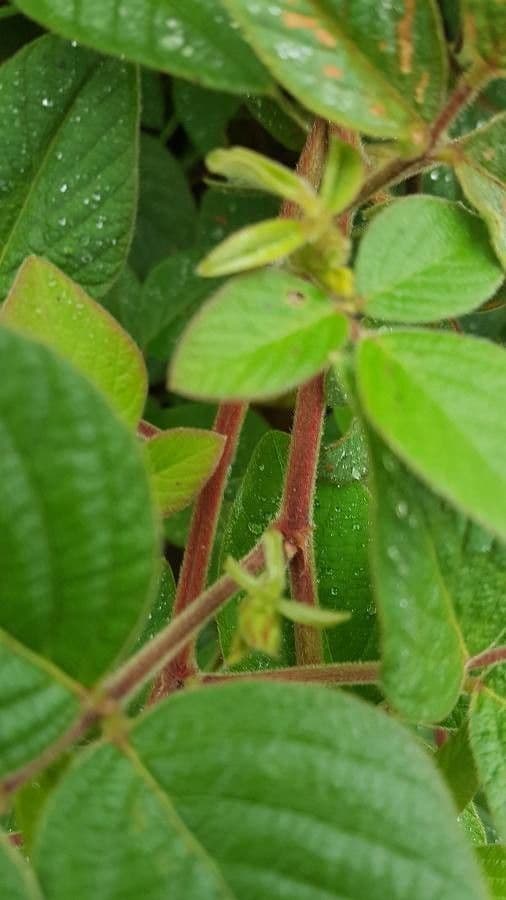 Desmodium 19