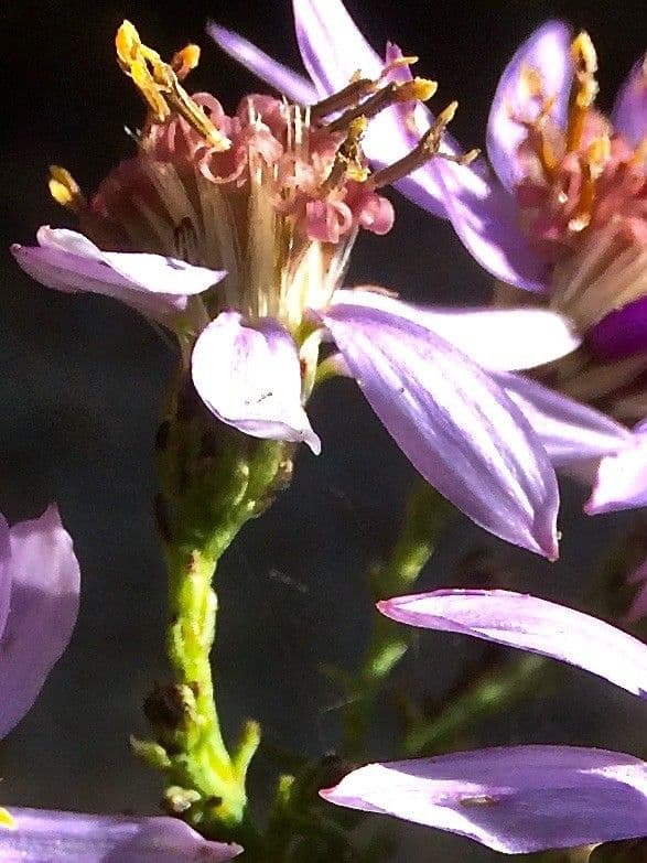 Galatella sedifolia 3