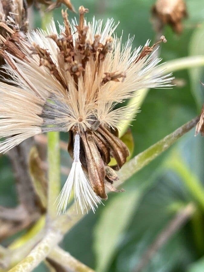 Léopardplant