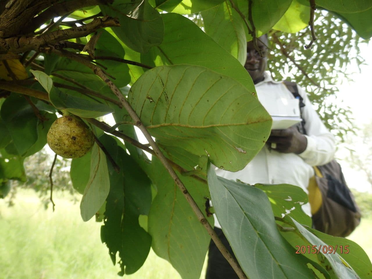 Annona senegalensis 19