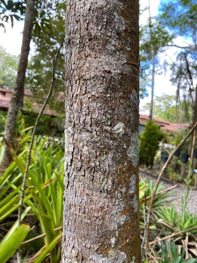 Bowdichia virgilioides 4