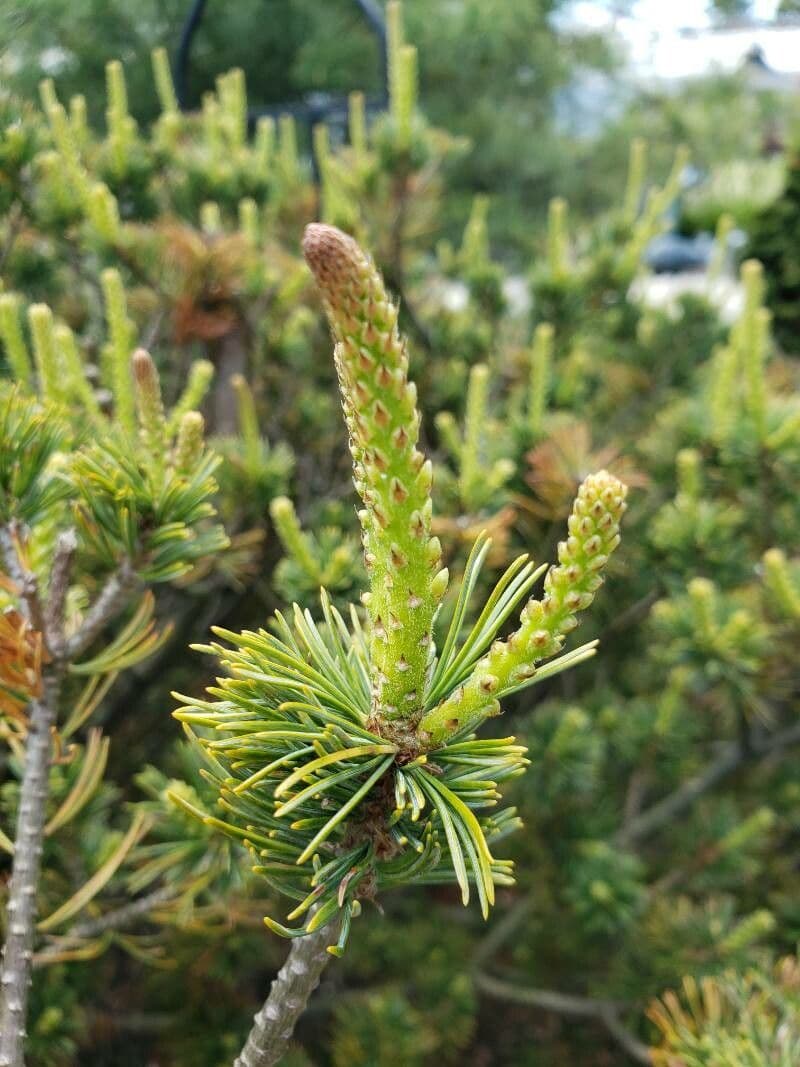 Pino parviflora 29