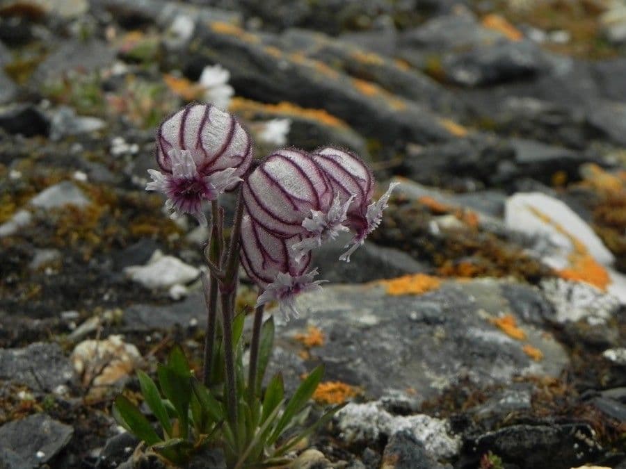Silene uralensis 5