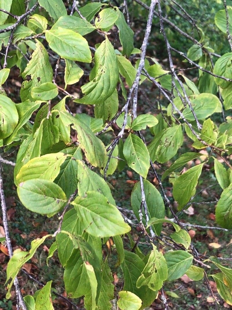 Frangula