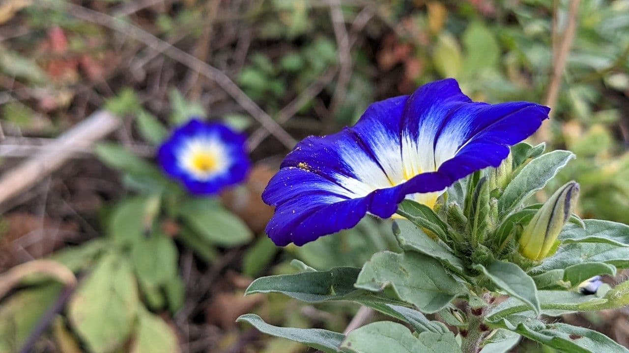 Convolvolo tricolore 15
