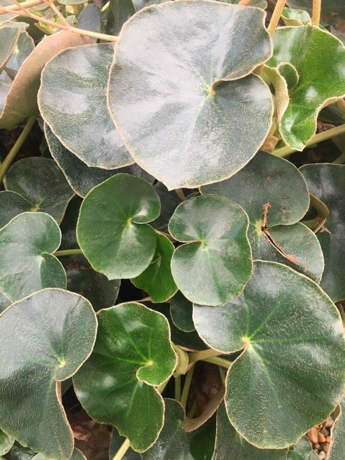 Begonia 4