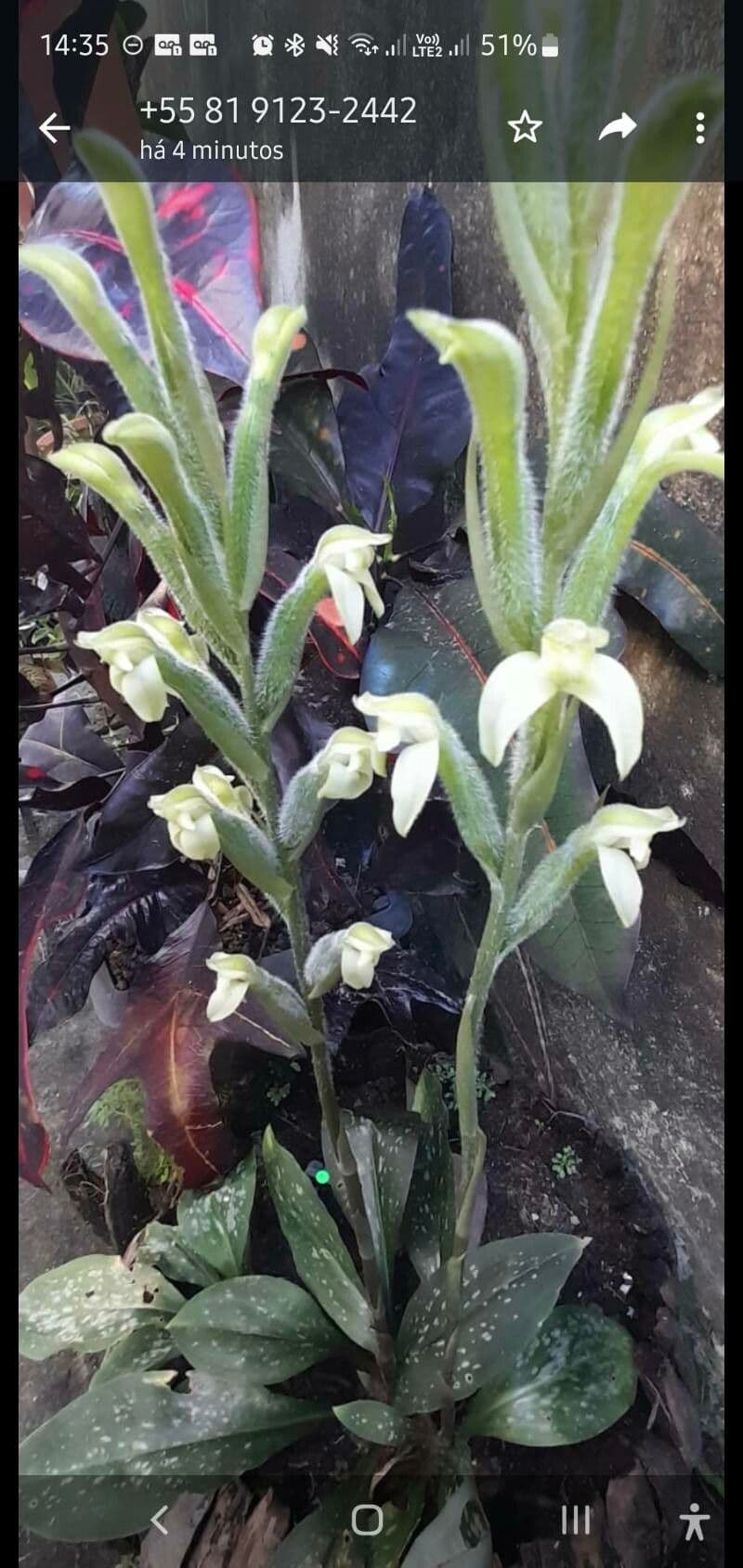 Sarcoglottis 5