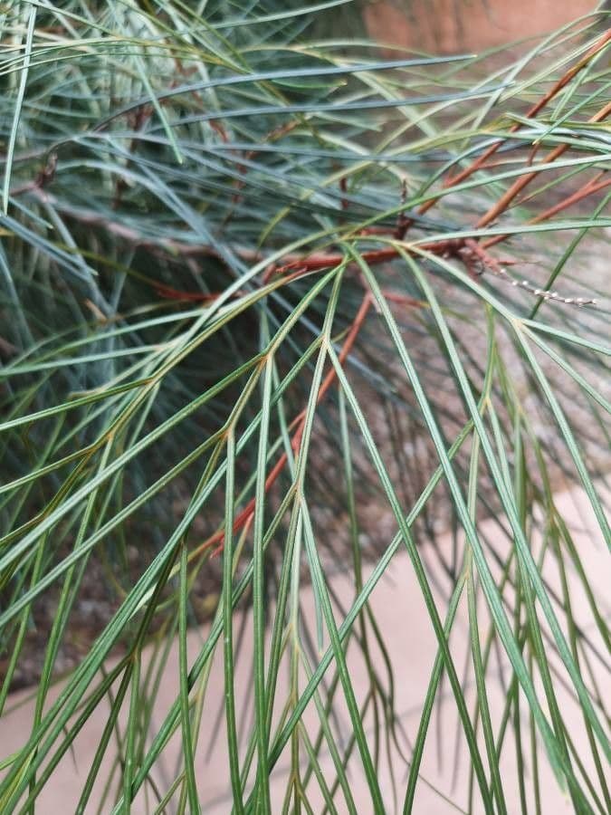 Grevillea Johnsonova 12