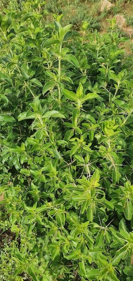 Barleria 3