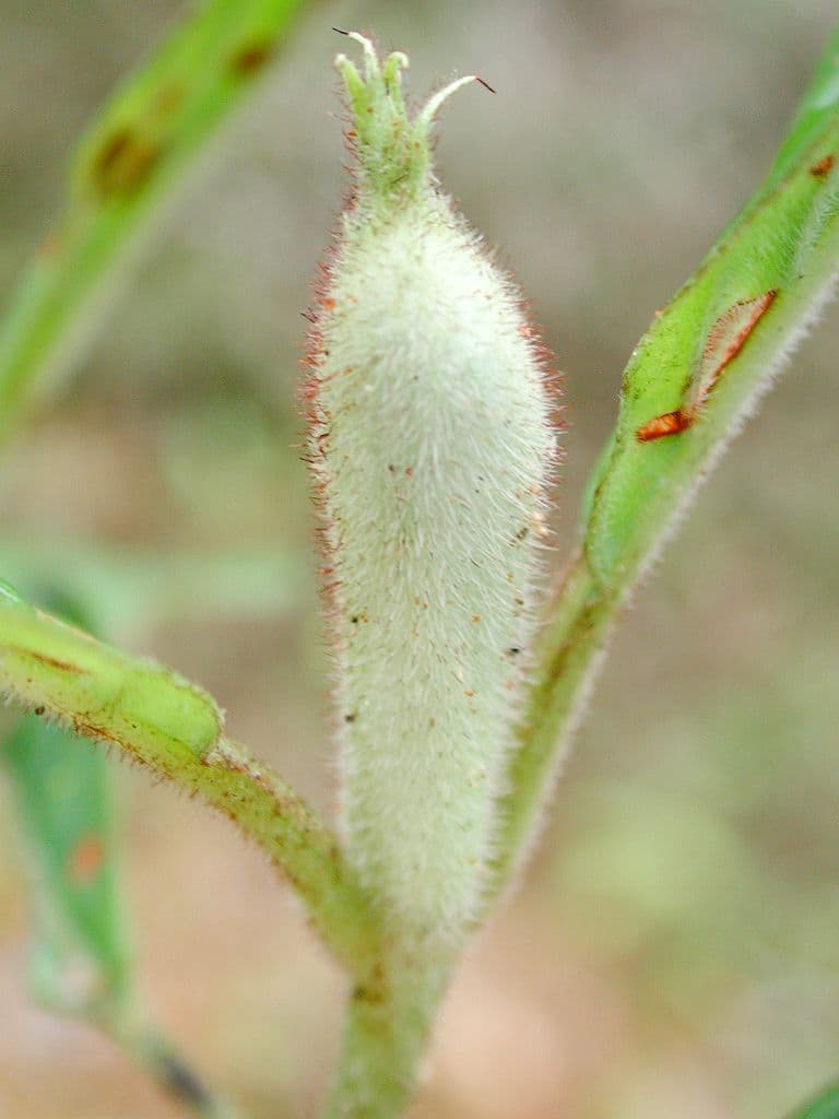 Psychotria