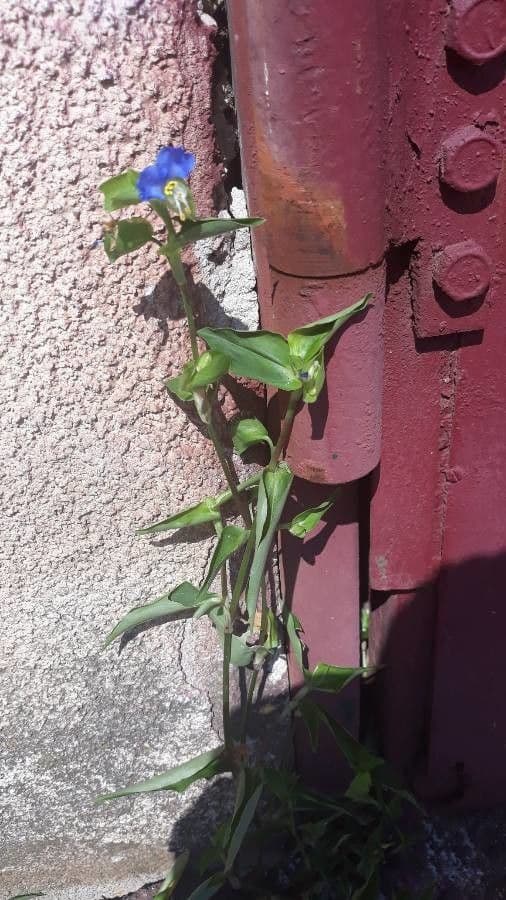 Commelina comune 15