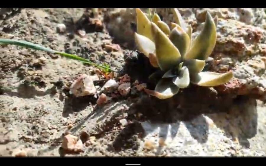 Dudleya 12