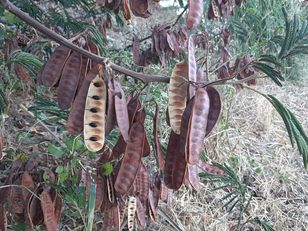 Albizia australiana 3