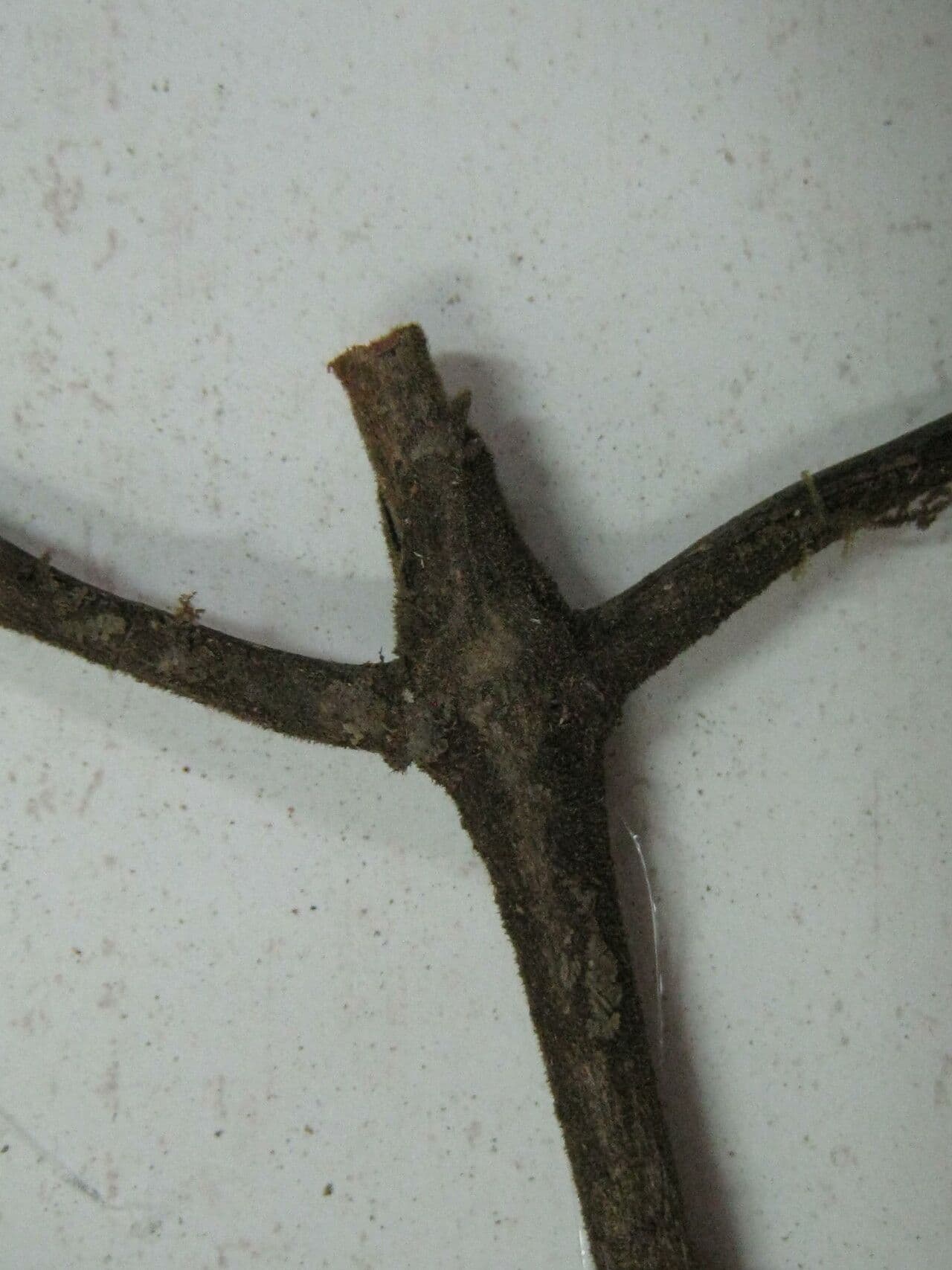 Ixora 5