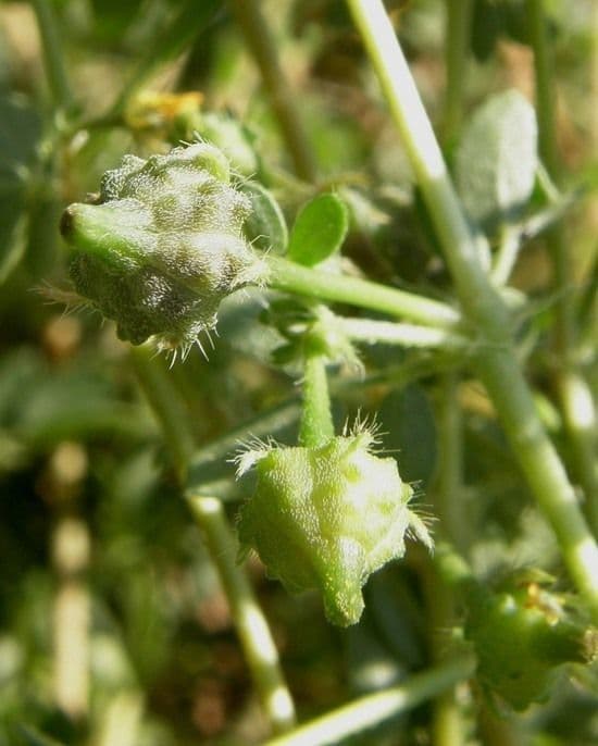 Kallstroemia californica 3