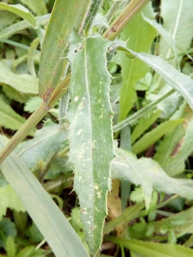 Graue Distel 12