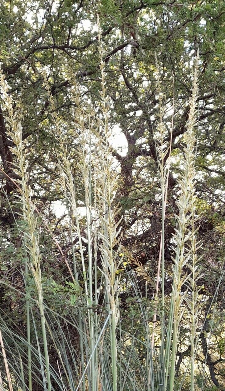Cortaderia