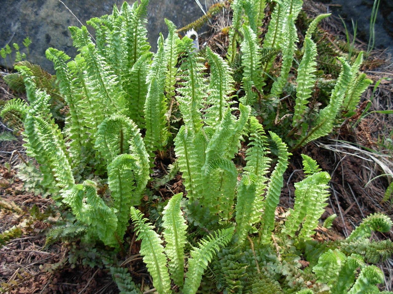 Lemmons Schildfarn 2