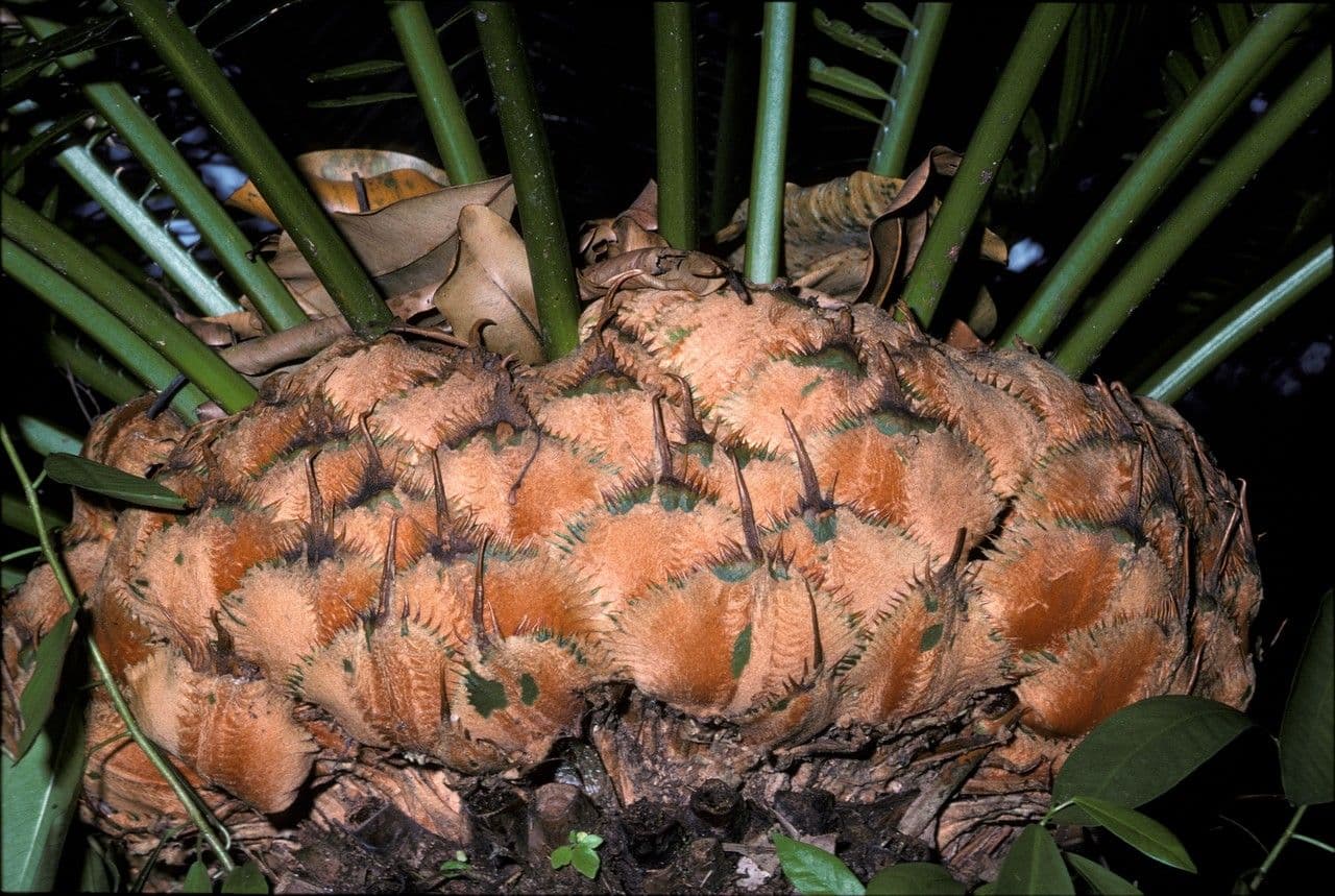 Cycad 11