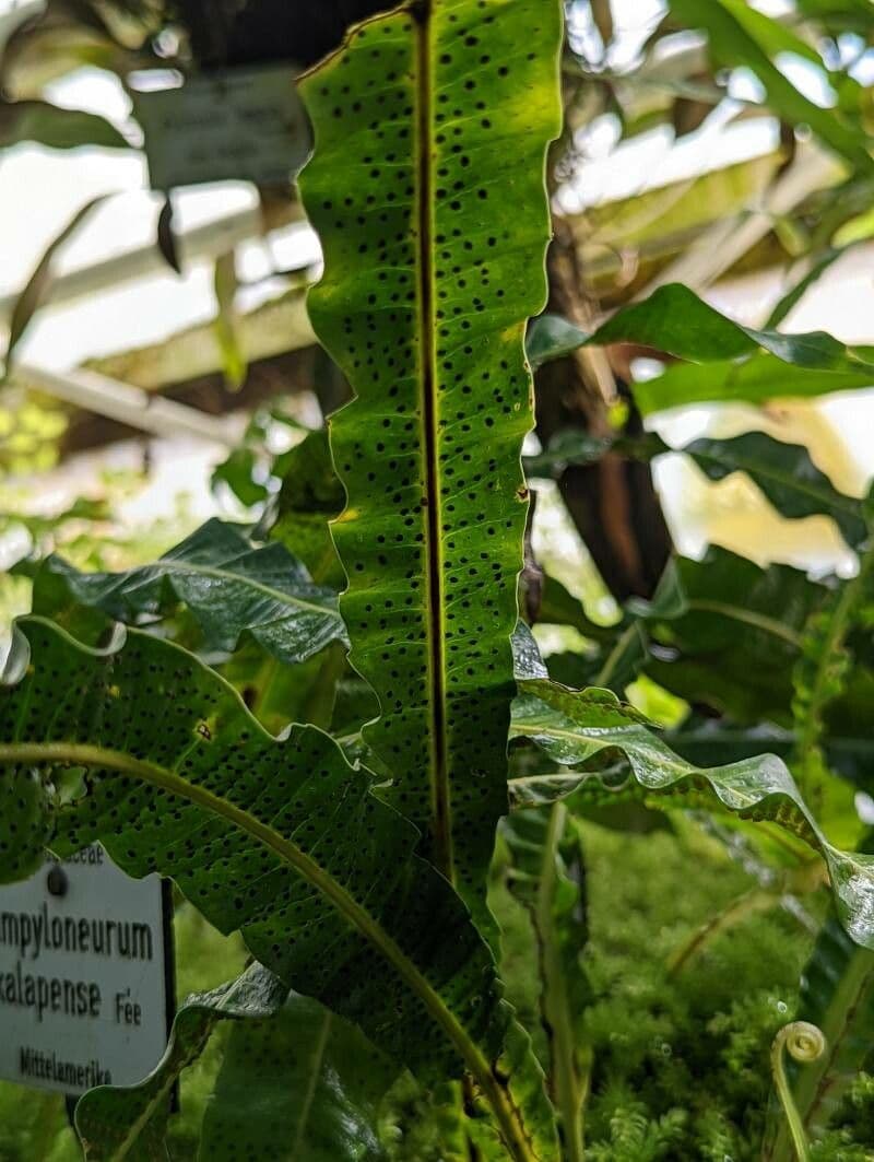 Campyloneurum 2