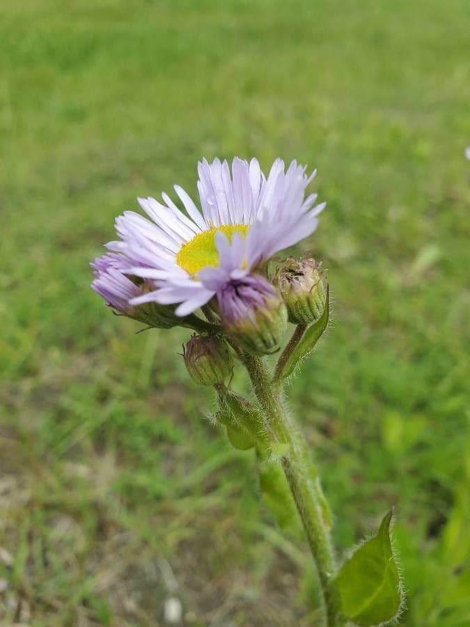 Erigeron 5