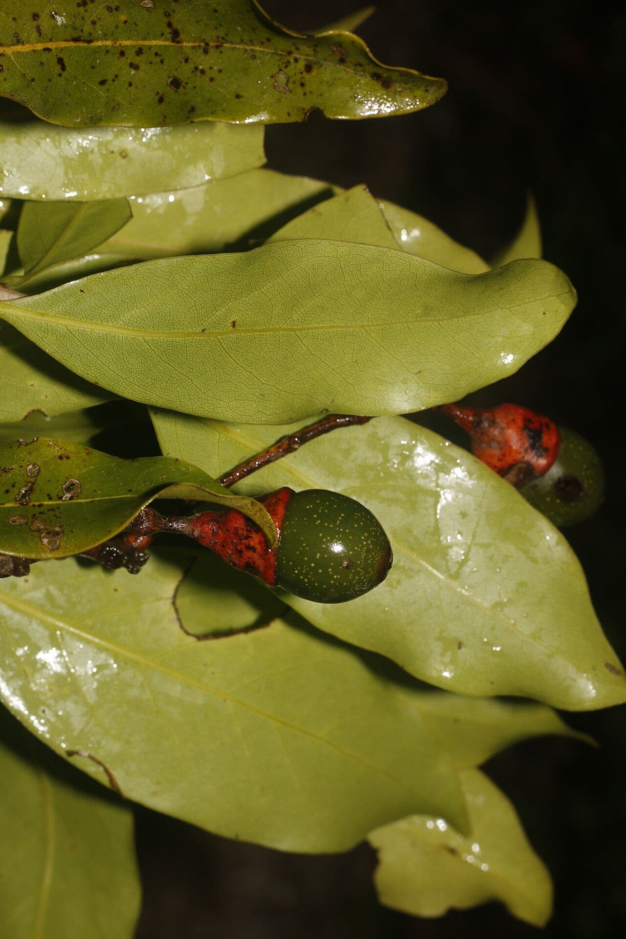 Veraguas-Mespilodaphne 5