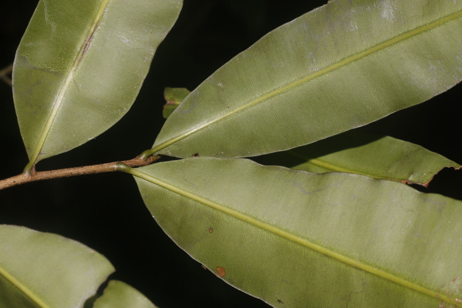 Elvasia 10