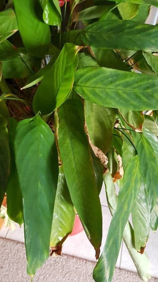 Ctenanthe 2