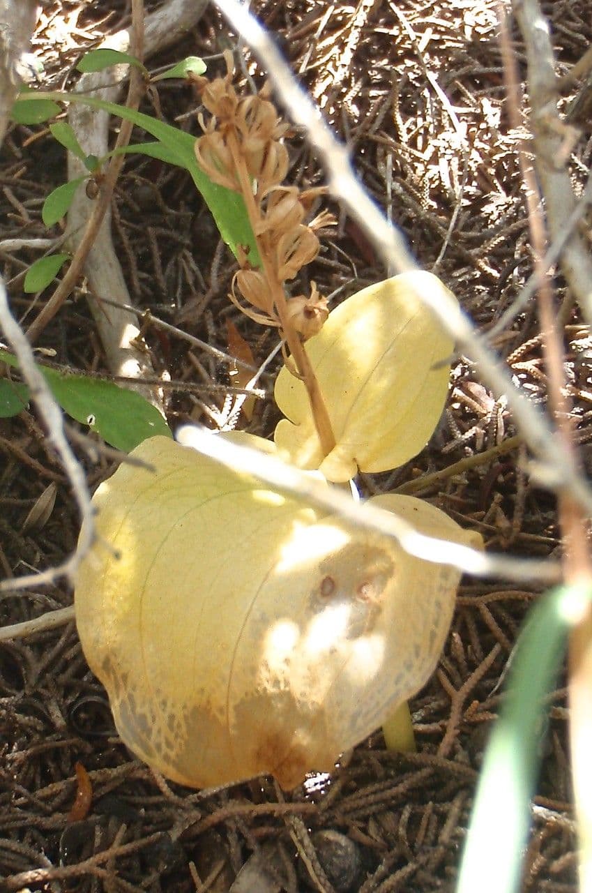 Gennaria diphylla 6