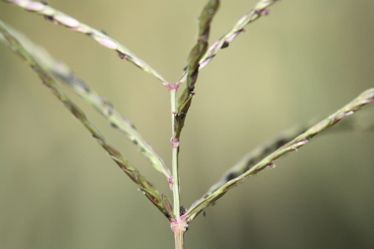 Digitaria debilis 2