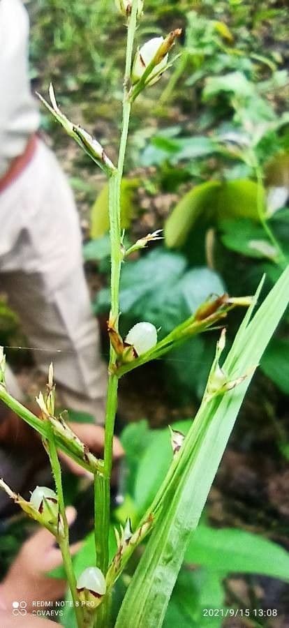 Scleria 4