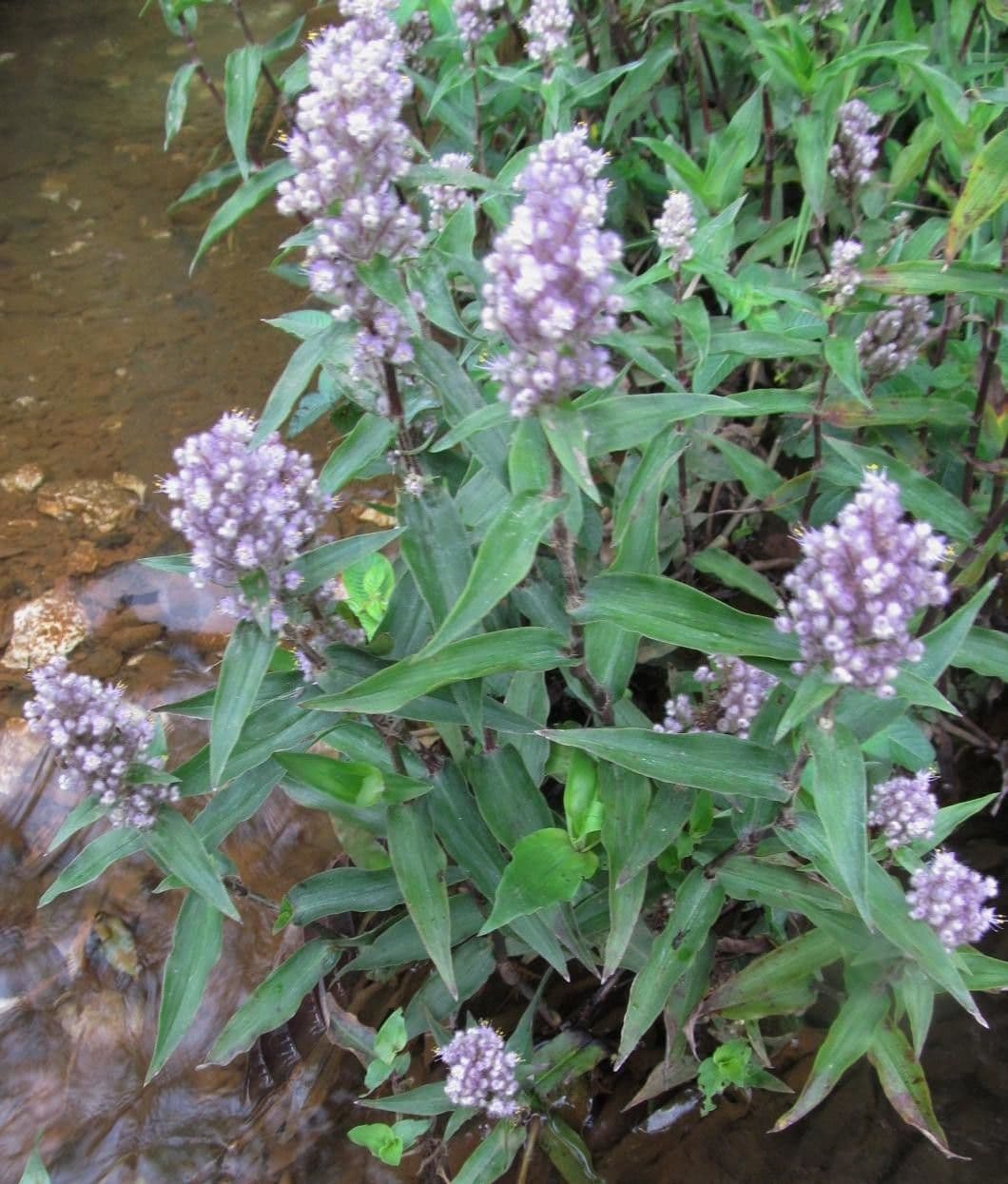 Floscopa glabra 5