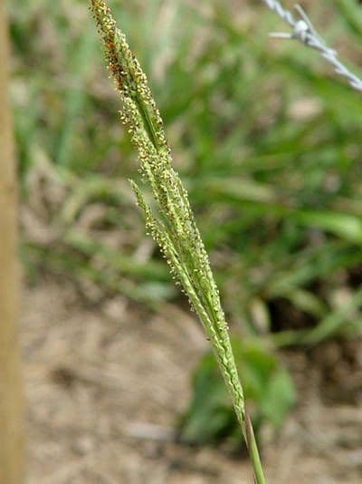 Urville-Paspalum 5