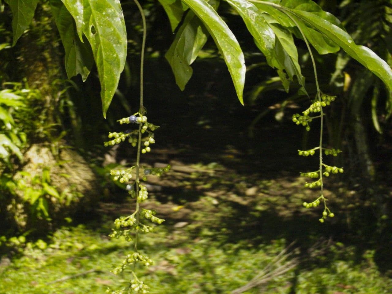 Bertiera 2